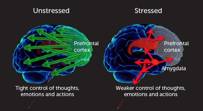 unstressed vs. stressed brain function